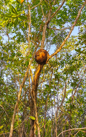 Large round termite nest on tree and branches in the jungle tropical nature in Playa del Carmen...
