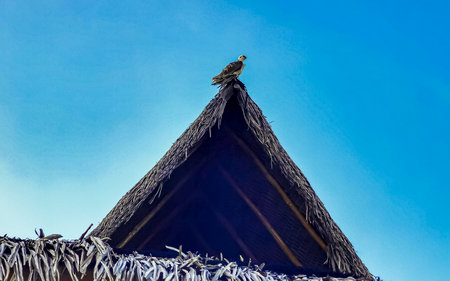 White majestic osprey hawk falcon sits on thatched palapa roof with blue sky in Playa del Carmen...