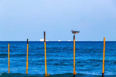 Seagulls Birds sitting on poles post in the sea in Playa del Carmen Quintana Roo Mexico.の写真素材