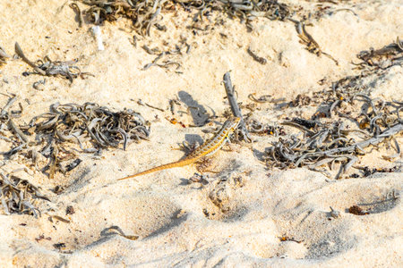 Caribbean lizard reptile iguana gecko lizards on the beach sand ground in Playa del Carmen Quintana...