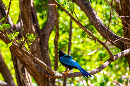 Yucatan jay bird birds in the tree top trees crown on a branch in tropical jungle forest nature in Playa del Carmen Quintana Roo Mexico.の写真素材