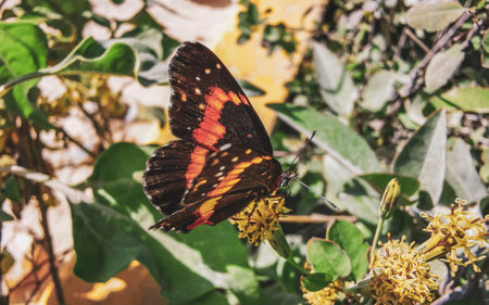 Tropical Mexican butterfly is sitting on a green yellow flower plant in the forest and nature in Playa del Carmen Quintana Roo Mexico.の写真素材
