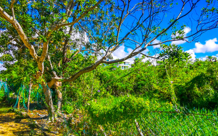 Planting tropical nature and trees in the jungle in Playa del Carmen Quintana Roo Mexico.の写真素材
