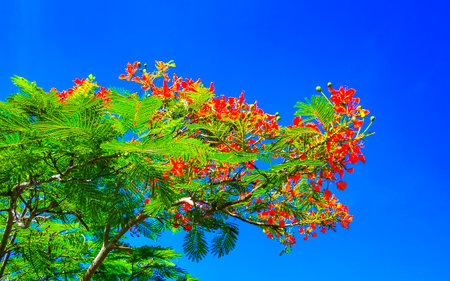Flamboyant or Delonix Regia red flowers closeup. Beautiful tropical flame tree flowers. Royal Poinciana Tree or Flame Tree or Peacock Flower in Playa del Carmen Quintana Roo Mexico.の写真素材