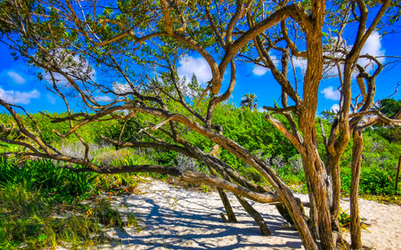 Tropical mexican caribbean beach nature with plants palm tree trees and fir trees in jungle forest nature with blue sky in Playa del Carmen Quintana Roo Mexico.の写真素材