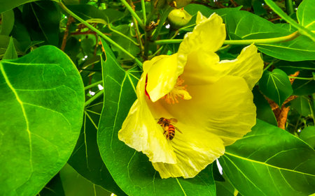 Honey bees fly and climb into the yellow blossom flowers on tree with green leaves in Playa del Carmen Mexico.の写真素材