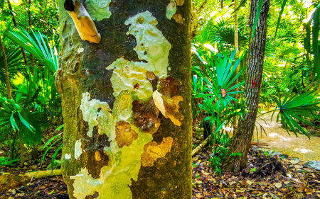 Tropical tree with interesting bark in the jungle in Playa del Carmen Quintana Roo Mexico.