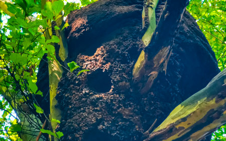 Large round termite nest on tree and branches in the jungle tropical nature in Playa del Carmen...