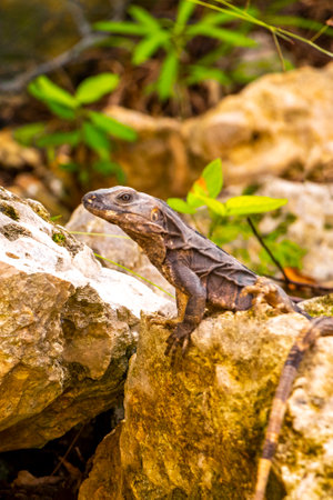 Huge Iguana lizard gecko animal sits on rock at the natural tropical jungle and forest in Playa del...