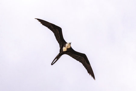 Fregat bird birds flock are flying around with blue sky clouds background in Playa del Carmen Quintana Roo Mexico.の写真素材