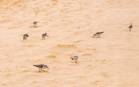 Sandpiper snipe sandpipers male female bird birds walking running on sand water and waves on tropical Mexican Caribbean beach in Playa del Carmen Quintana Roo Mexico.の写真素材