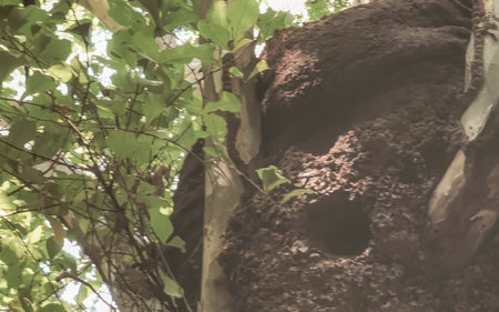 Large round termite nest on tree and branches in the jungle tropical nature in Playa del Carmen...