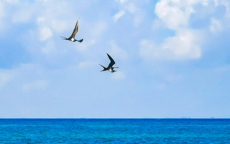 Fregat bird birds flock are flying around with blue sky clouds and Caribbean sea background in Playa del Carmen Quintana Roo Mexico.の写真素材