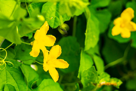 Green tropical tree with yellow flowers in Playa del Carmen Quintana Roo Mexico.の写真素材