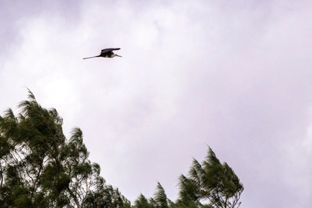 Fregat bird birds flock are flying around with blue sky clouds background in Playa del Carmen Quintana Roo Mexico.の写真素材