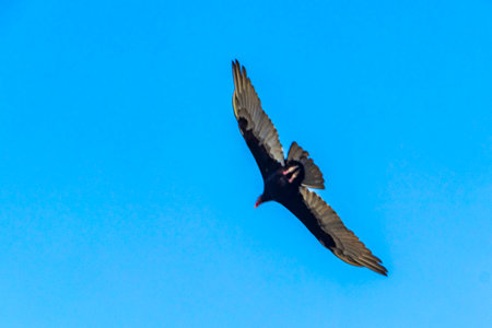 Tropical Black Turkey Vulture Cathartes aura flies lonely with blue cloudy sky background in Playa del Carmen Quintana Roo Mexico.の写真素材