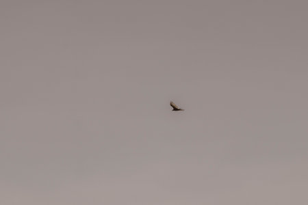 Tropical Black Turkey Vulture Cathartes aura flies lonely with blue cloudy sky background in Playa del Carmen Quintana Roo Mexico.の写真素材