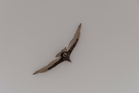Tropical Black Turkey Vulture Cathartes aura flies lonely with blue cloudy sky background in Quintana Roo Mexico.の写真素材