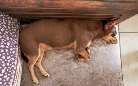 Mexican brown russian toy terrier dog while he is tired and sleeps lying lies on the couch sofa in Playa del Carmen Mexico.の写真素材