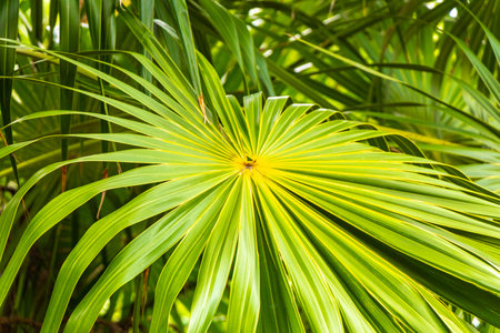 Palm tree leaves seeds fruits of a tropical green exotic and Caribbean Maya Chit palm palms in rainforest jungle Playa del Carmen Quintana Roo Mexico.の写真素材