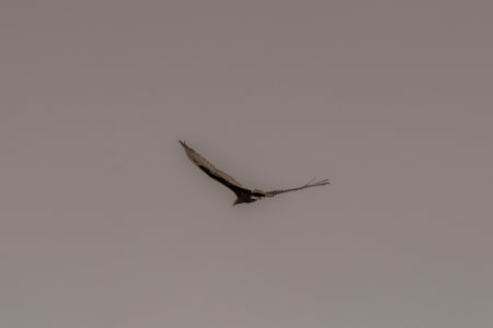 Tropical Black Turkey Vulture Cathartes aura flies lonely with blue cloudy sky background in Playa...