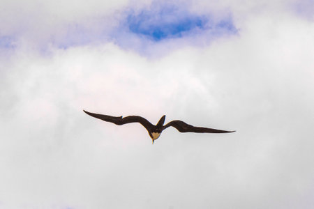 Fregat bird birds flock are flying around with blue sky clouds background in Playa del Carmen Quintana Roo Mexico.の写真素材
