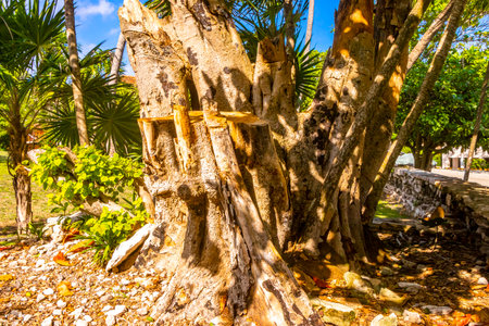 Huge beautiful Banyan Ficus Benjamina maxima Fig tree in Playa del Carmen Quintana Roo Mexico.の写真素材