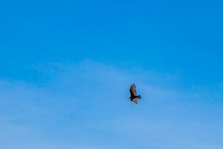 Black kite (Milvus migrans) flying in the blue sky