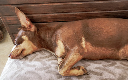 Mexican brown russian toy terrier dog while he is tired and sleeps lying lies on the couch sofa in Playa del Carmen Mexico.の写真素材