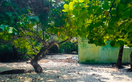 Natural tropical plants and palm trees mangrove at sandbank islands with color gradient in the water.の写真素材