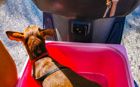 Small dog rides on scooter in a crate in Playa del Carmen Quintana Roo Mexico.の写真素材
