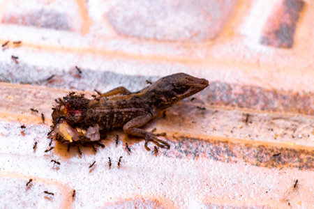 Half lizard still breathing and being eaten on the ground by ants in Playa del Carmen Quintana Roo Mexico.の写真素材