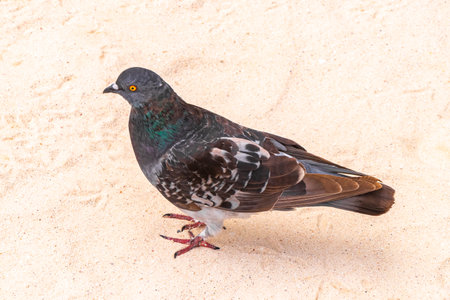 Pigeon pigeons bird birds walking on the beach sand in Playa del Carmen Quintana Roo Mexico.の写真素材