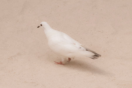 Pigeon walking on the beach sand in Playa del Carmen Quintana Roo Mexico.の写真素材