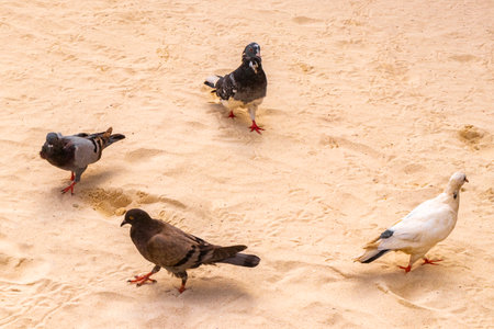 Pigeons walking on the beach sand in Playa del Carmen Quintana Roo Mexico.の写真素材