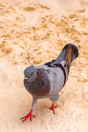 Pigeon pigeons bird birds walking on the beach sand.の写真素材