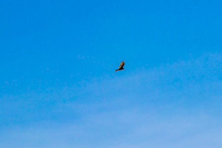 Tropical Black Turkey Vulture Cathartes aura flies lonely with blue cloudy sky background in Playa...