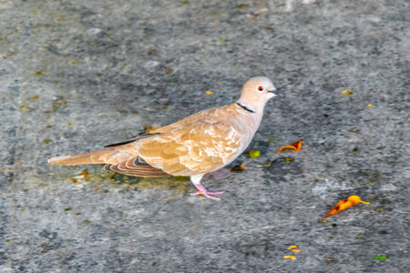 Dove pigeon bird gray runs outside on the ground in Playa del Carmen Quintana Roo Mexico.の写真素材