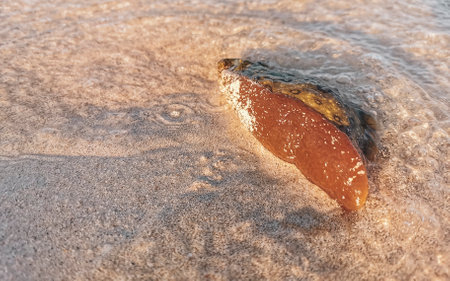 Stranded washed up Caribbean nudibranch on beach in Playa del Carmen Quintana Roo Mexico.の写真素材