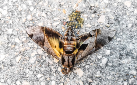 Moth on the asphalt road in Playa del Carmen Quintana Roo Mexico.の写真素材