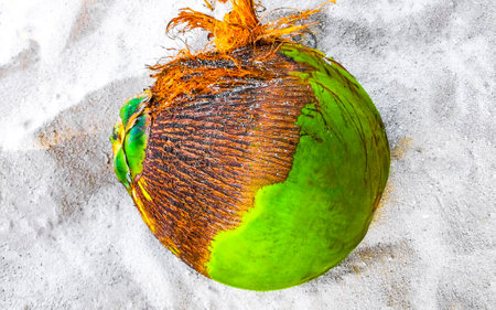 Coconut on the sand on the Caribbean beach in Playa del Carmen Quintana Roo Mexico.の写真素材