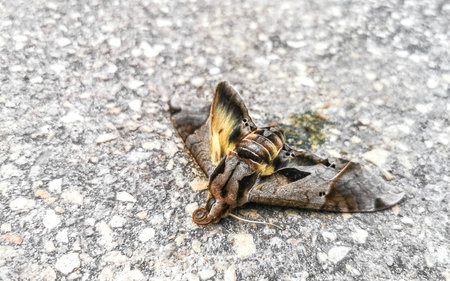 Moth on the asphalt road in Playa del Carmen Quintana Roo Mexico.の写真素材