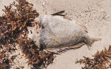 Dead caribbean fish stranded on beach sand with sargassum in Playa del Carmen Quintana Roo Mexico.の写真素材