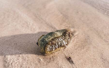 Stranded washed up Caribbean nudibranch on beach in Playa del Carmen Quintana Roo Mexico.の写真素材