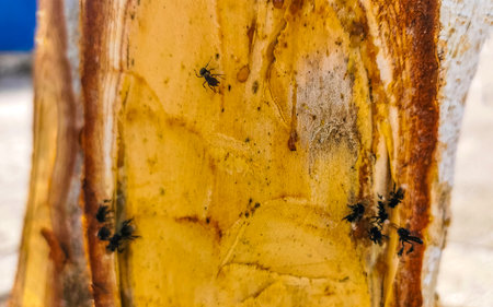 Melipona bee on tree and leaves in Playa del Carmen Quintana Roo Mexico.の写真素材