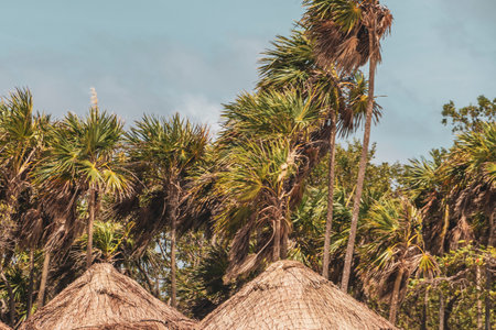 Mayan huts wooden cottage in tropical jungle with palm trees at Caribbean beach in Playa del Carmen Quintana Roo Mexico.の写真素材