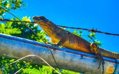 Iguana on fence in the jungle in Playa del Carmen Quintana Roo Mexico.