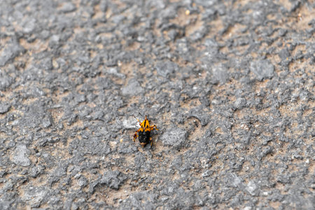 yellow orange insect cicada beetle on the ground in Costa Rica in Central America.