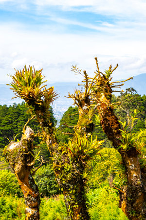Tropical beautiful big trees and blue sky with clouds in Central America.