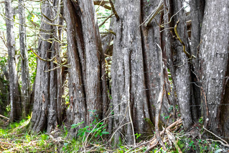 Magical forest with forest path hiking trail and tall gigantic plants and trees in the mountains in...